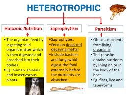 Life Processes Nutrition Lessons Tes Teach