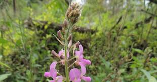 Image result for Desmodium intortum