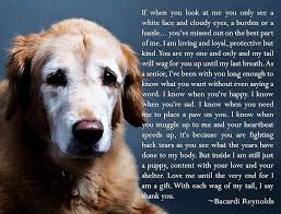 Nice Words That Put A Lump In Your Throat And Perhaps A Tear In Your Eye Unconditional Love Is What They Give And S Senior Dogs Quotes Dog Poems Dog Quotes