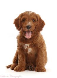 This video is for you. Dog Australian Labradoodle Puppy Tongue Out Photo Wp48961