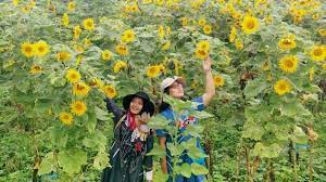 Kebun bunga matahari ini terletak di jalan selomangleng 143, tepatnya di sisi gedung bnn, kediri, jawa timur. Dari Magelang Hingga Malang Inilah 6 Lokasi Taman Wisata Bunga Matahari Halaman All Tribun Travel