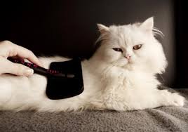 Chez le chat, la gale est une maladie cutanée due à de petits acariens. Https Assurance Carrefour Fr Assurance Sante Chien Chat Chat Sante Chat Causes Symptomes Et Traitements De La Gale Chez Le Chat