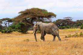 アダルト アフリカ象はサバンナで歩いています。の写真素材・画像素材 Image 13936960