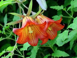 Image result for Canarina