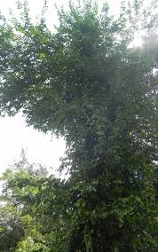 Image result for Margaritaria