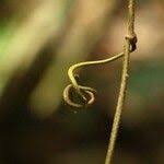 Image result for Clitandra cymulosa