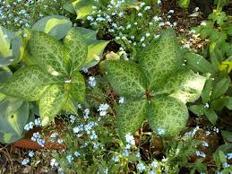 Helleborus Leaves April 25 2019 Plant Leaves Leaves Plants