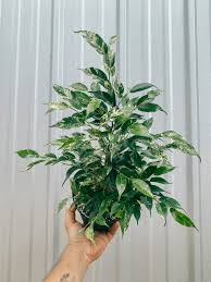 Image result for Ficus barteri
