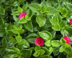 Image of Aptenia cordifolia plant
