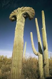 Arizona is the 48th state and last of the contiguous states to be admitted to the union, achieving yuma and flagstaff also have public bus systems. Sweet Home Arizona