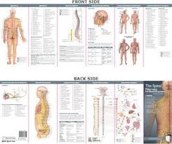 Anatomical Chart Companys Illustrated Pocket Anatomy The