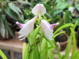 Image result for Polystachya vulcanica