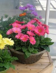 Container Of Gerbera Festival Rose Container Flowers Container Plants Beautiful Flowers