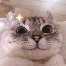 Click Save Follow Pin Catofinstagram Cats Catoftheday Cat Catstagram Catlovers Caturday Ilovecats Cute Cat Memes Cute Cat Wallpaper Cute Baby Cats