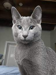 Romanov True Blue Pl Our New Cat He S A Russian Blue That Came From Poland His Name Is Romanov But We Call Him Nov Russian Blue Cat Blue Cats Russian Blue