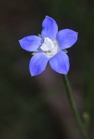 Image result for Wahlenbergia flexuosa