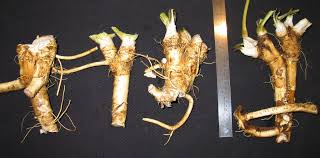 Daftar lengkap kode harga paket internet tri (3, three) 3g 4g unlimited kuota++ harian dan bulanan harga termurah terbaru 2019. Horseradish High Altitude Rhubarb Organic Farm Nursery