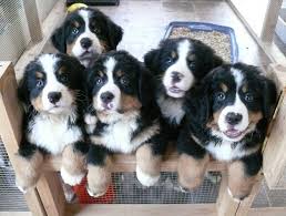 Golden mountain dog puppies for sale golden mountain dog dogs for adoption. How I Raise My Puppies Golden Retriever Breeder And Bernese Mountain Dog Breeder
