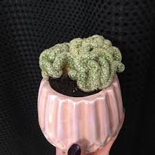 If you overwater them, they may end up rotting. Everything You Need To Know About The Brain Cactus Succulent City