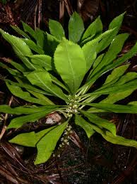 Image result for Pilea johnstonii