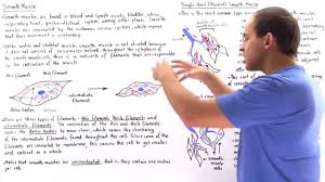 • smooth muscles respond to stretch only briefly, and then adapts to its new length. Smooth Muscle Youtube