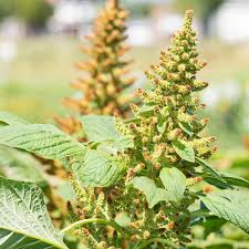 Image result for Amaranthus