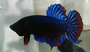 Panen ikan cupang adu mds asli medan ternakan sendiri. Peternak Ikan Cupang Fighter Mds Updated Peternak Ikan Cupang Fighter Mds Facebook
