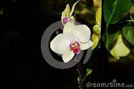 Phalaenopsis Is The Scientific Name For This White Orchid With A Pink Purple Center Lip Pink Moth Moth Orchid Orchids