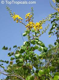 Image result for Caesalpinia cassioides