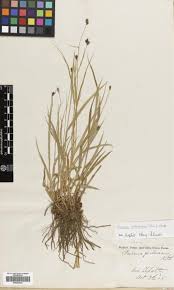 Image result for Fuirena pachyrrhiza