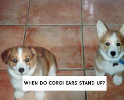 If your puppy's ears never stand up… your dog can have corrective ear surgery at any age, with a mesh implant called permastay, made by neuticles (yes, those but when it comes down to it, floppy ears do not seal a fate of constant ear infections. When Do Corgi Ears Stand Up 2021 We Love Doodles