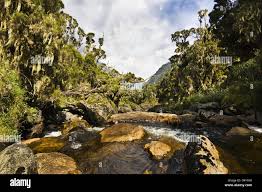 Image result for Erica kingaensis