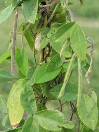 Image result for Teramnus repens