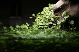 Image result for Hydrocotyle