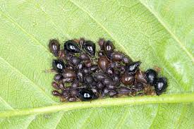 Cherry Aphids Garden Pests Diseases Gardening Tips Thompson Morgan