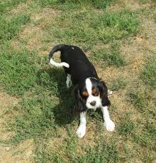 Chien Elevage De La Maison Du Ryez Eleveur De Chiens Cavalier King Charles Spaniel