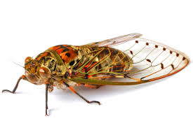 When we think of october holidays, most of us think of halloween. I M Terrified Of The Cicada Onslaught Salon Com