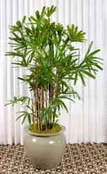 It takes down to about 15 to 16 degrees and is very attractive. Lady Palm House Plant Care How To Grow Rhapis Excelsa Indoors