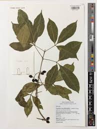 Image result for Vepris bremekampii