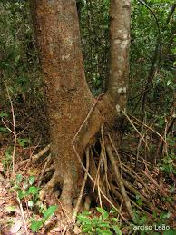 Image result for Symphonia globulifera