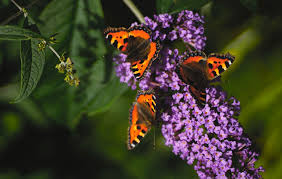 While butterflies do not eat anything they do drink liquids of many types. Butterfly Gardens For North Texas Covingtons