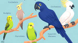 8 Top Friendly Pet Bird Species