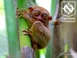 Aż 11% światowej produkcji mleka to mleko bawołów domowych (na trzecim miejscu są kozy z udziałem 2%). Tarsier Lub Wyrak Filipiny Bohol 15latnat Dlapasjonatow Naturalnie Bliskonatury Anatomiaprzygody Filipiny Boh Adventure Travel Island Beach Adventure
