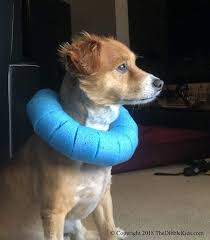 elizabethan safety collar or dog cone alternatives dog