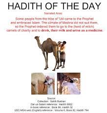 Muhammad is the messenger of allah; Sirumeenaa On Twitter This Hadith Talks About How Mohamed Stoned A She Monkey With Other Monkeys Because It Committed Illegal Sexual Intercourse Yes This Is A Hadith Taken From Sahih Al Bukhari Go