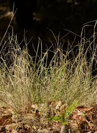 Image result for Agrostis products