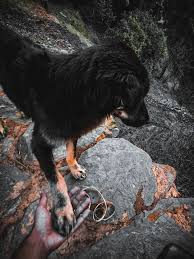 Maybe you would like to learn more about one of these? Man Best Friend Dog Ammy Snap Photography Animals Birds Fish Dogs Puppies Other Dogs Puppies Artpal