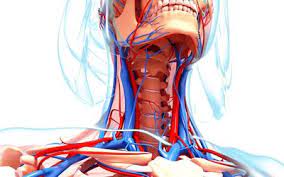 Subclavian Vein Anatomy And Function