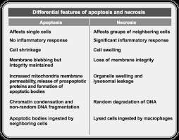 Apoptosis can reach an overwhelming scale where phagocytosis can't keep up. Https Www Life Illinois Edu Mcb 458 Private Lectures Ppt Pdf Path Ggf 2 2017 Pdf