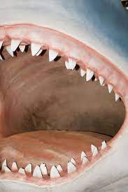 Heinrichs shawn per il gruppo ambiente pew. La Foto Dello Squalo Bianco Piu Grande Del Mondo E Spaventosa